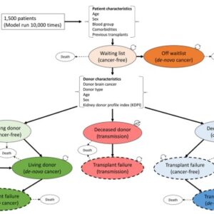 Model-9-image-1.jpg Utilization of Kidneys From Deceased Donors With Primary Brain Malignancy in an Australian Setting